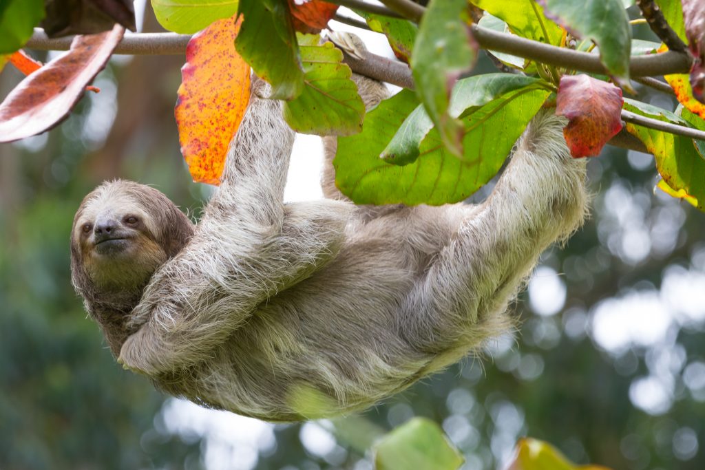 Sloth Pre-Release Enclosure | Completed – Toucan Rescue Ranch