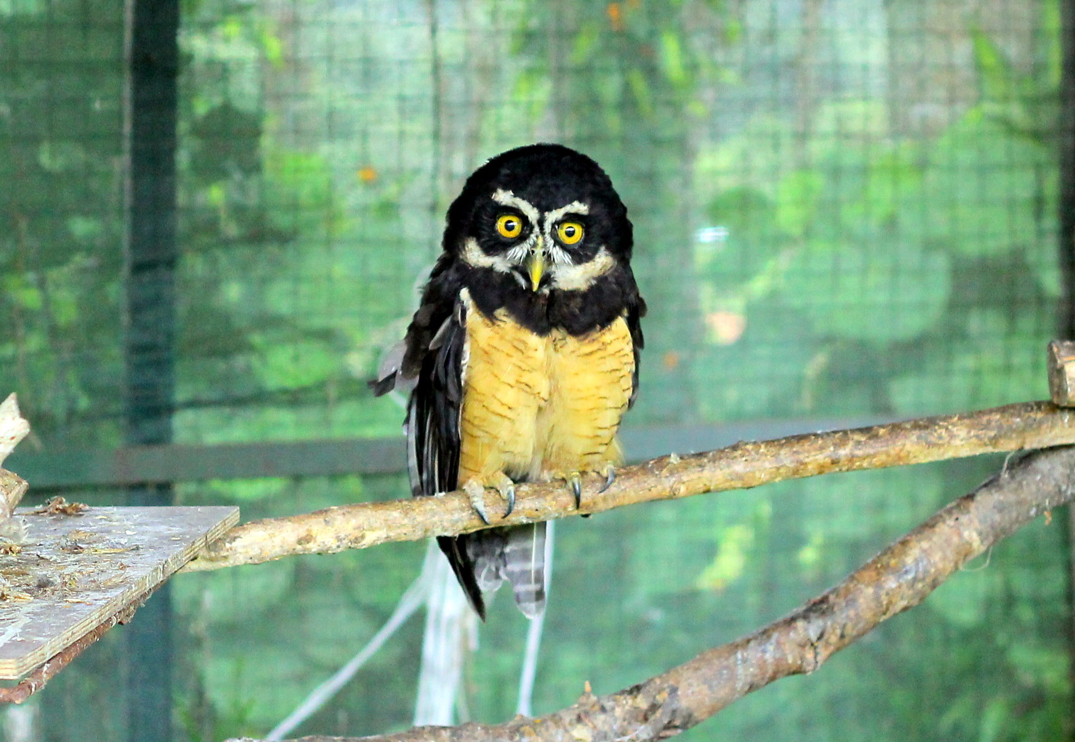 Spectacled Owl 