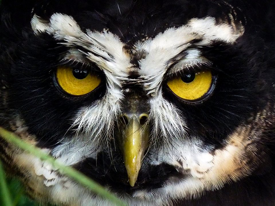 International Owl Awareness Day – Toucan Rescue Ranch