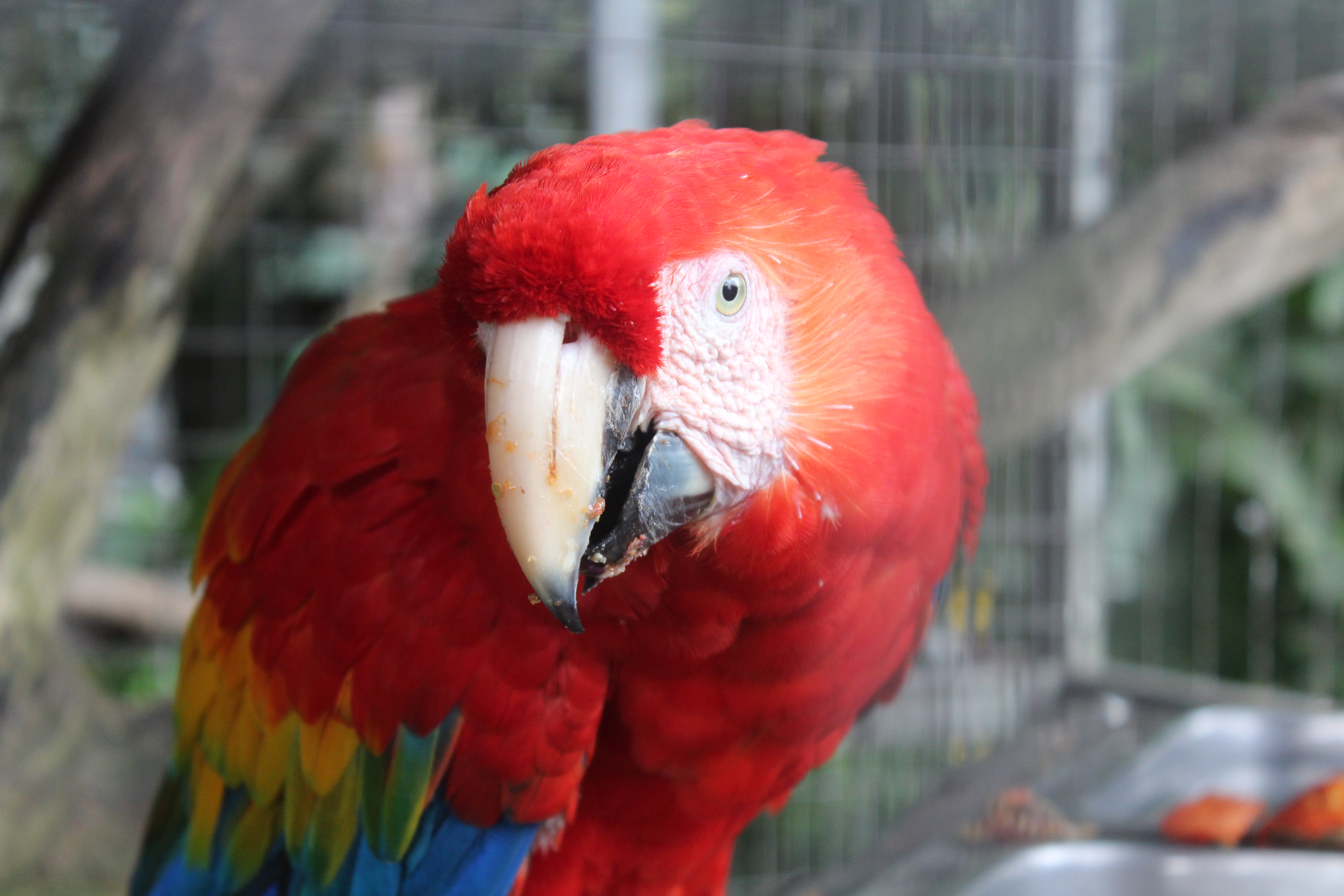 Scarlet Macaw Adoption Toucan Rescue Ranch