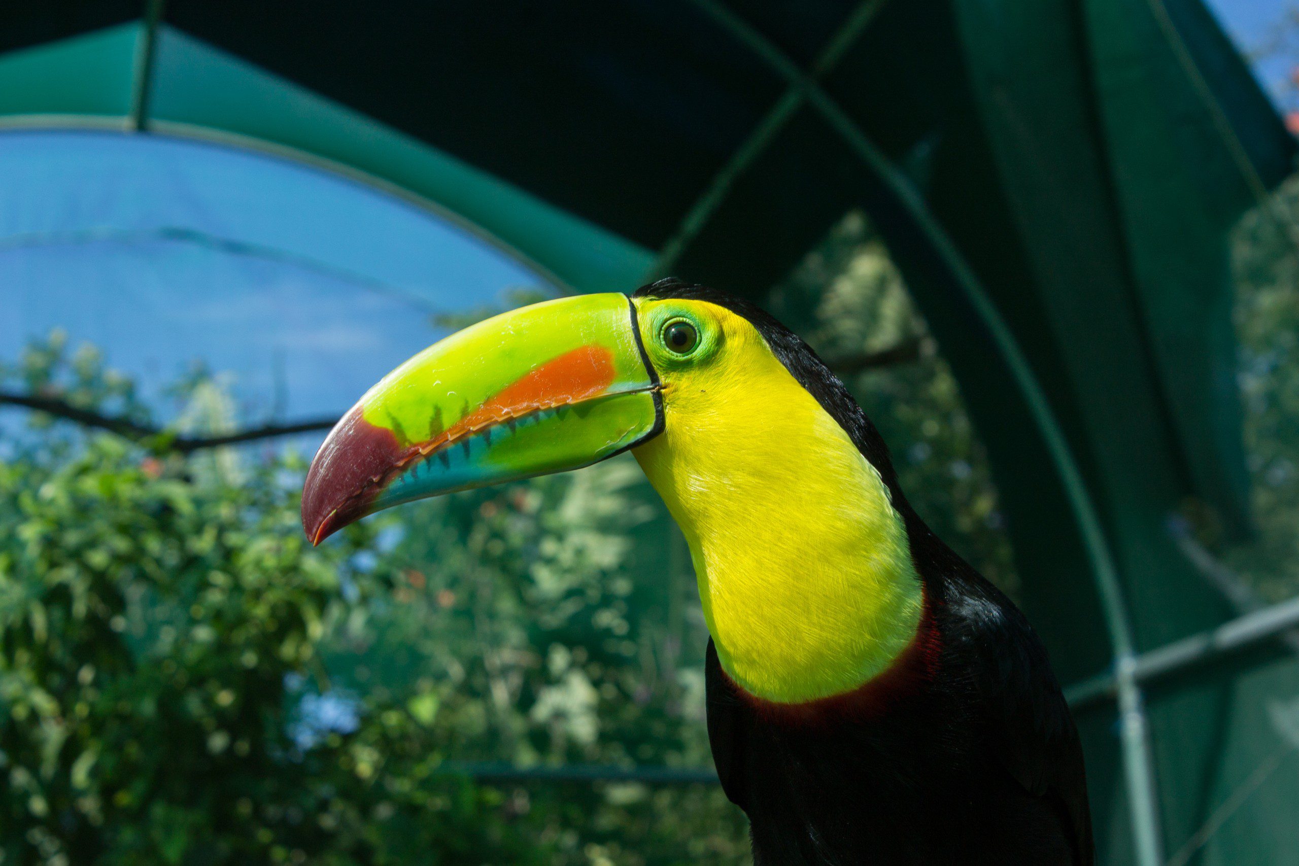 Toucan