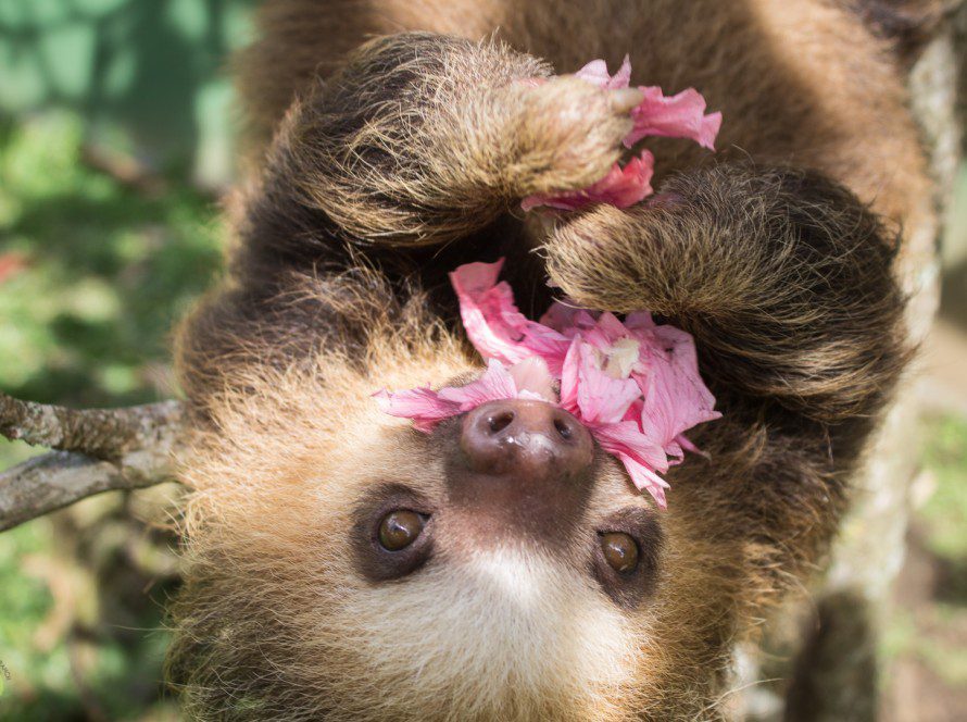 Two-Fingered Sloth