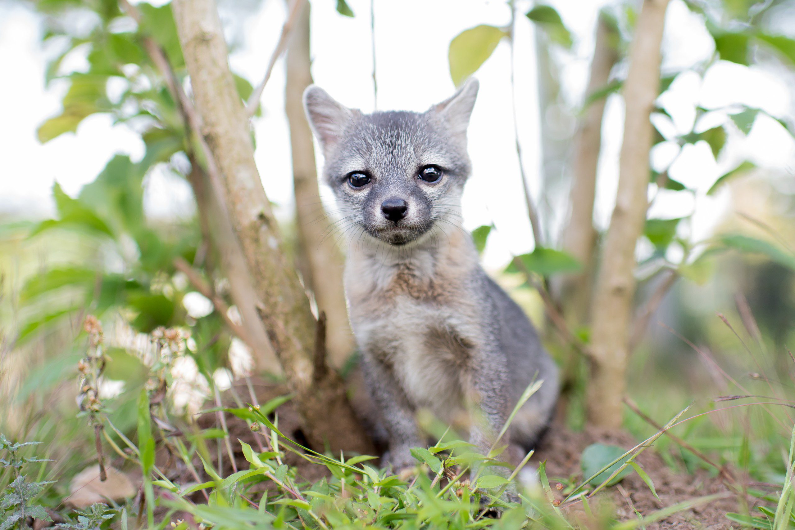 McCloud the grey fox