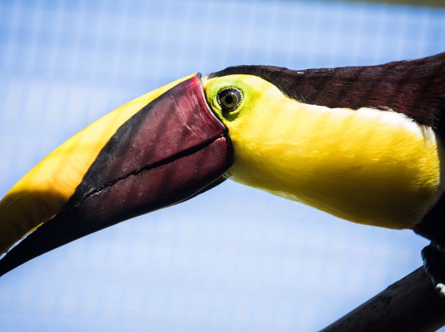 Toucan