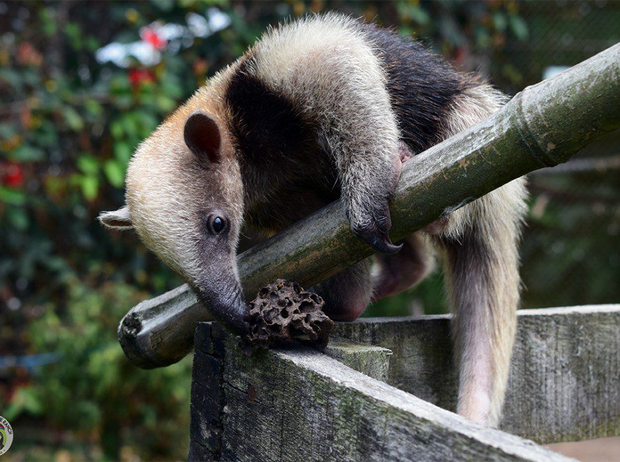 Pebbles the Tamandua