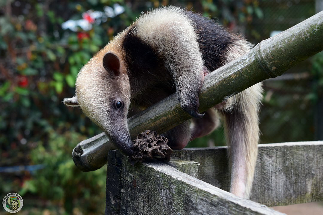Pebbles the Tamandua