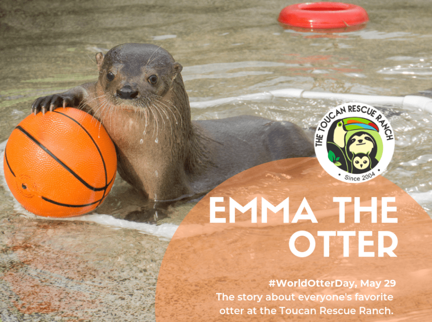 Emma the otter
