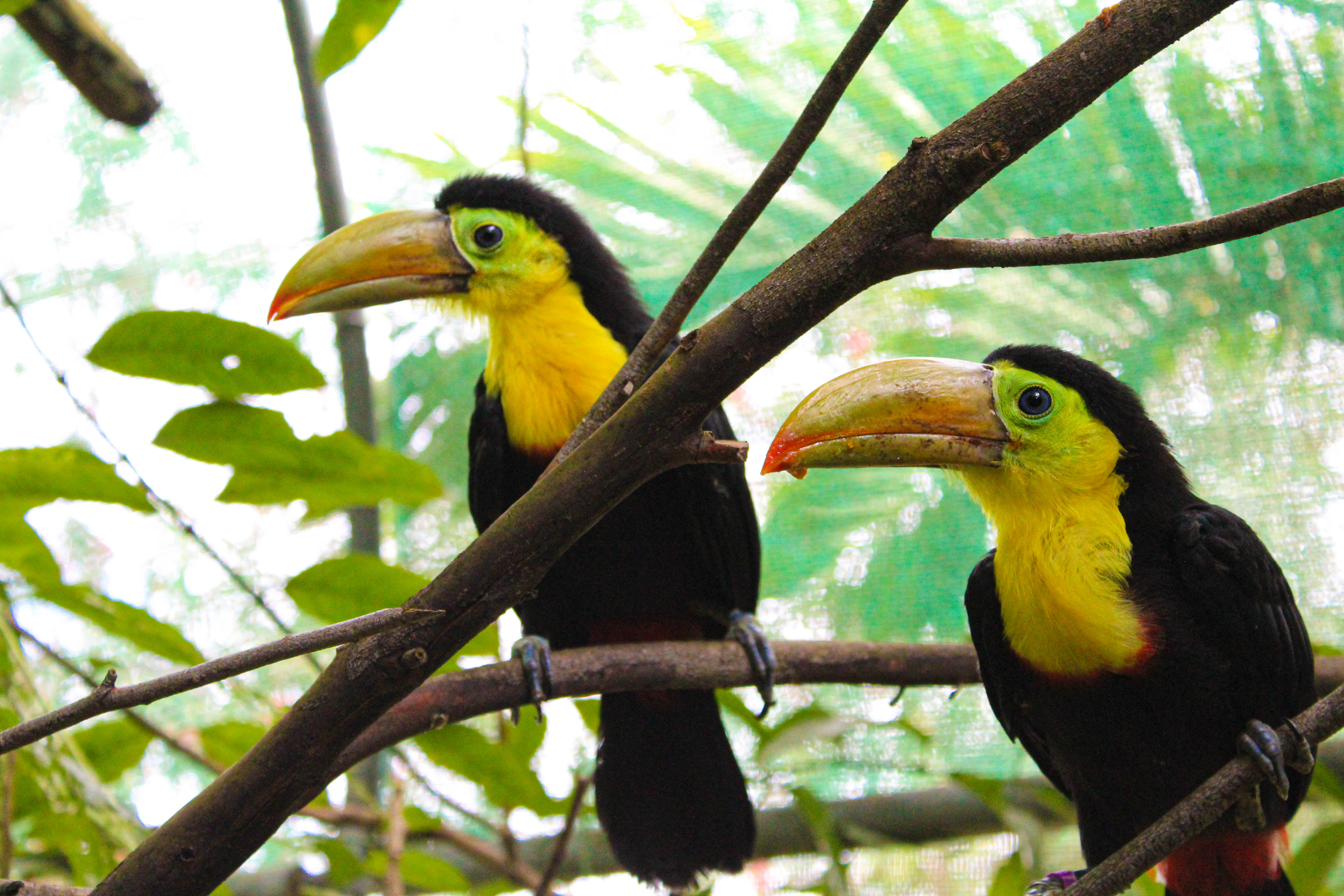 Breeding Program Toucan Rescue Ranch 0629