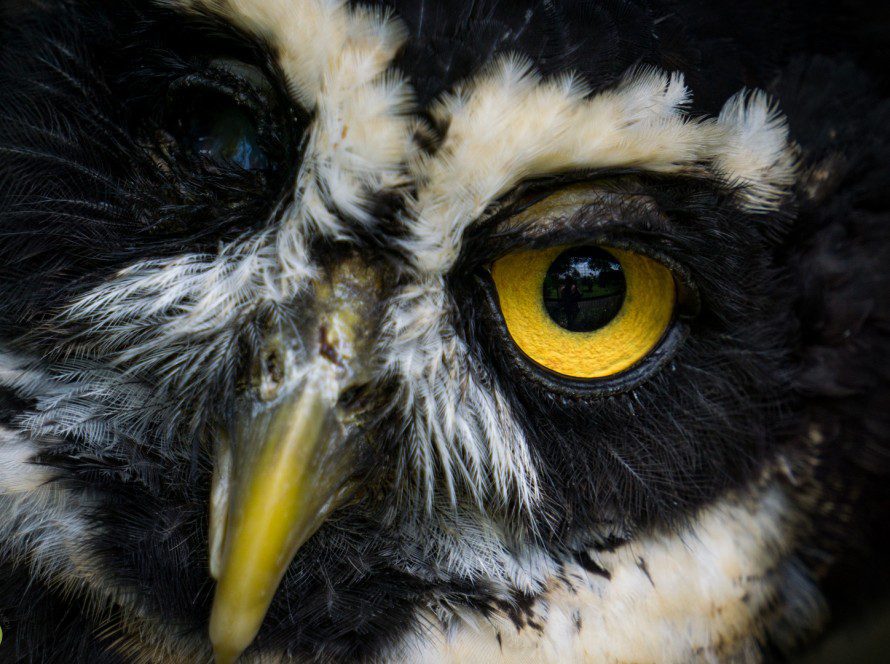 Owl