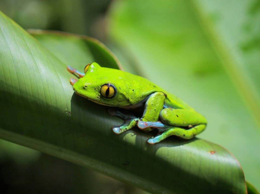 Tree frog