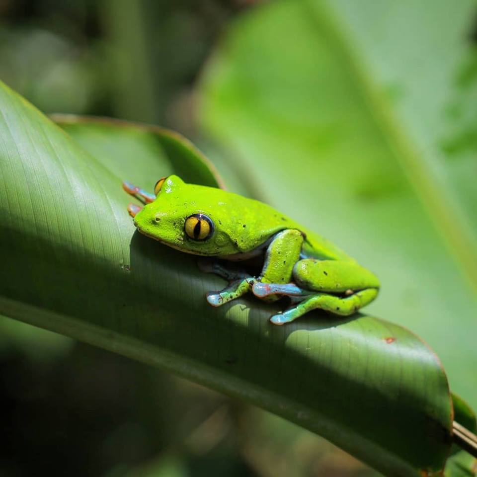 Tree frog