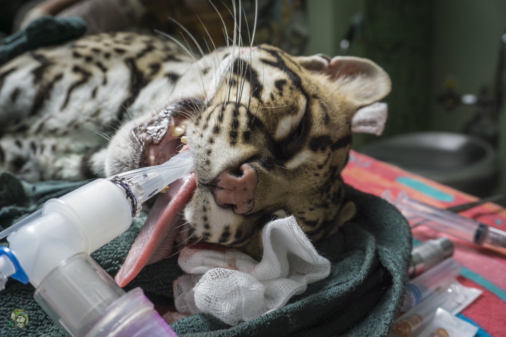 Medical Program Toucan Rescue Ranch