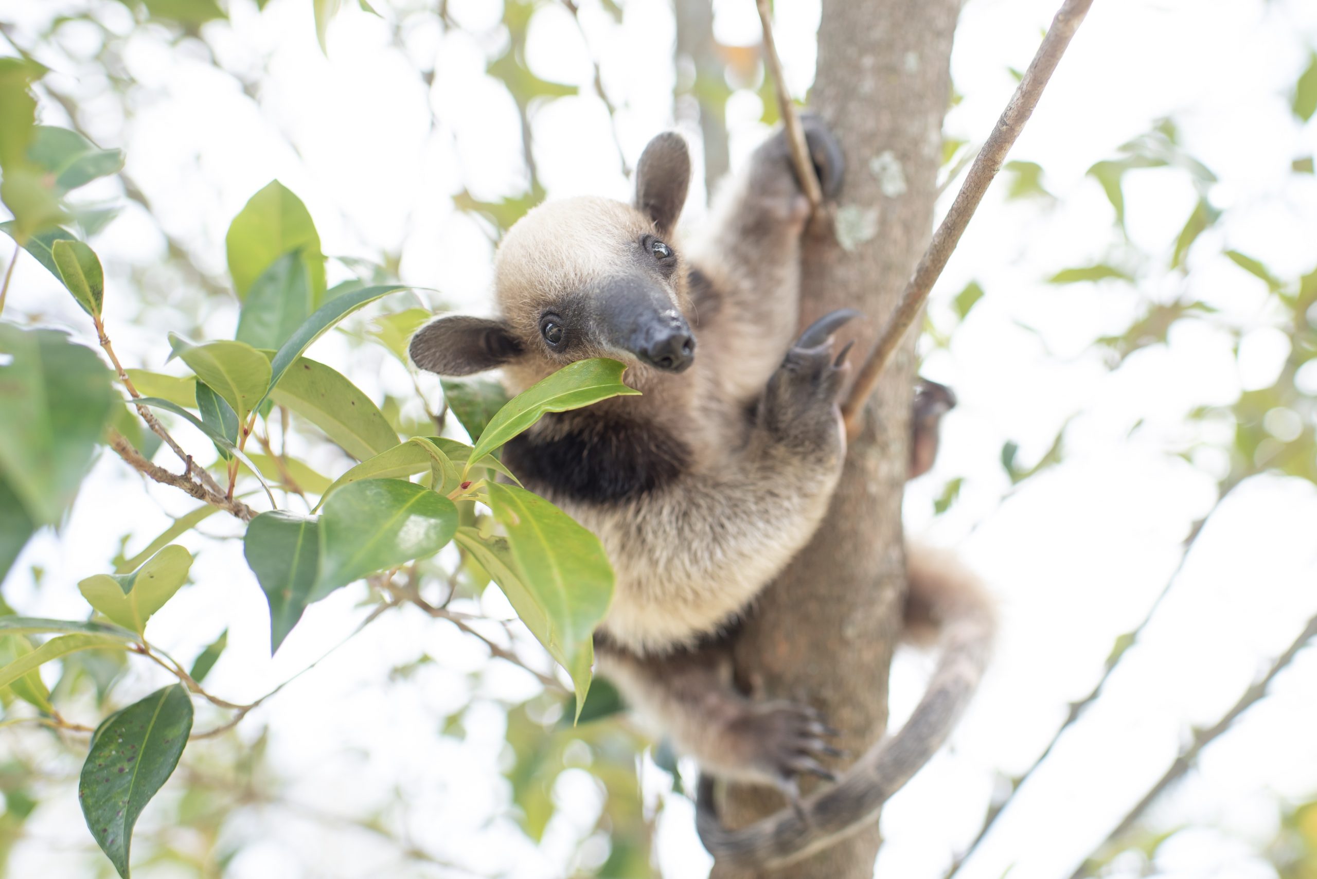 Pebbles by Sam Trull