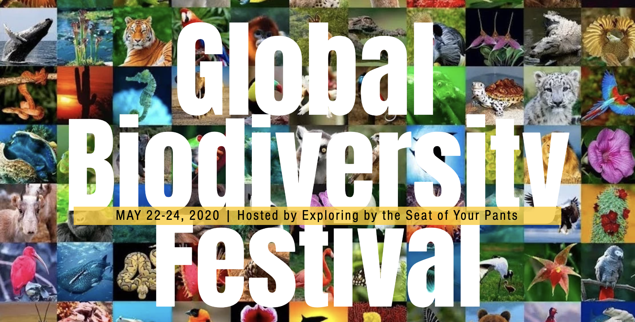 World Biodiversity Day & Global Biodiversity Festival – Toucan Rescue Ranch