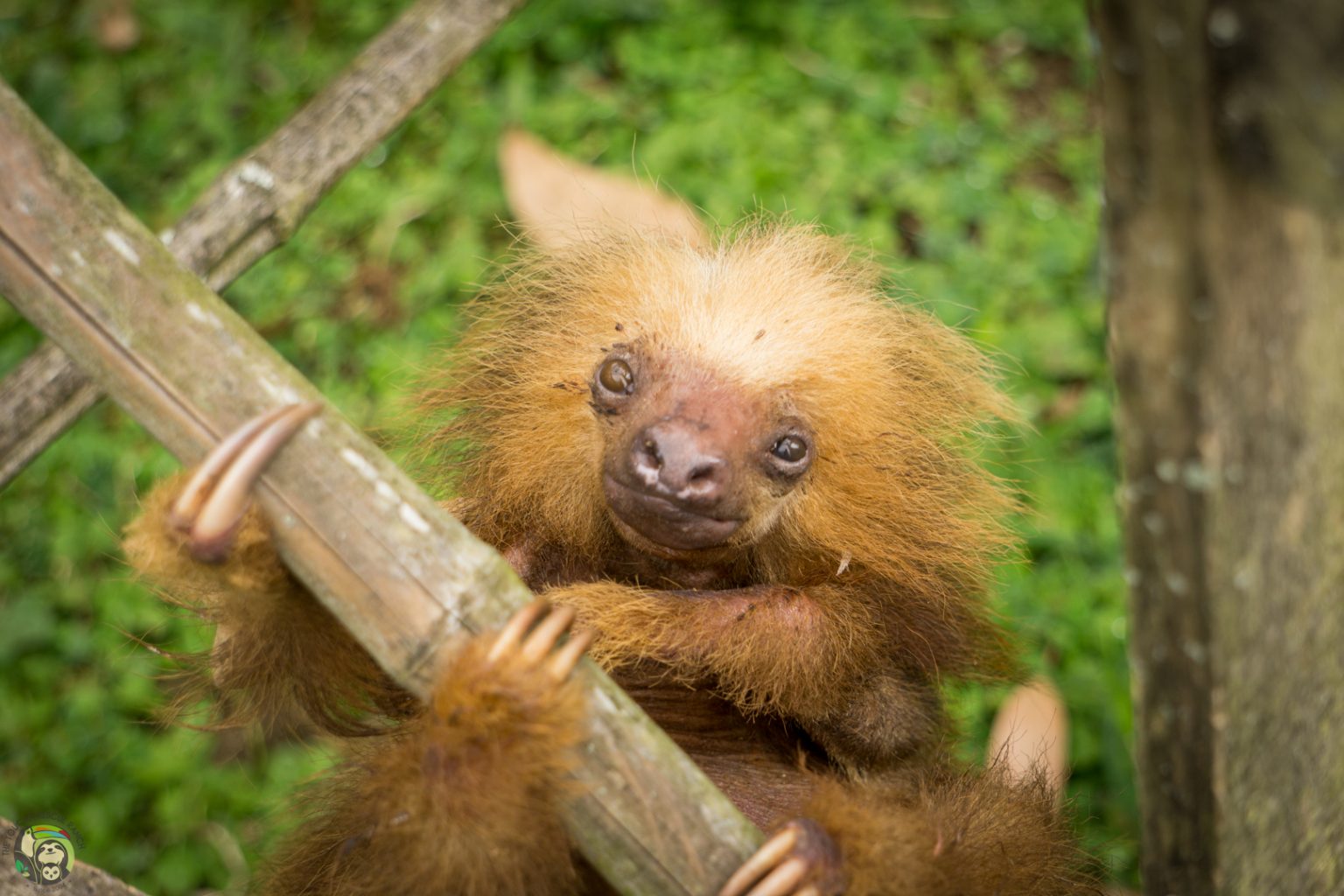 Solar Sloth Save a Sloth, Go Solar! - Toucan Rescue Ranch