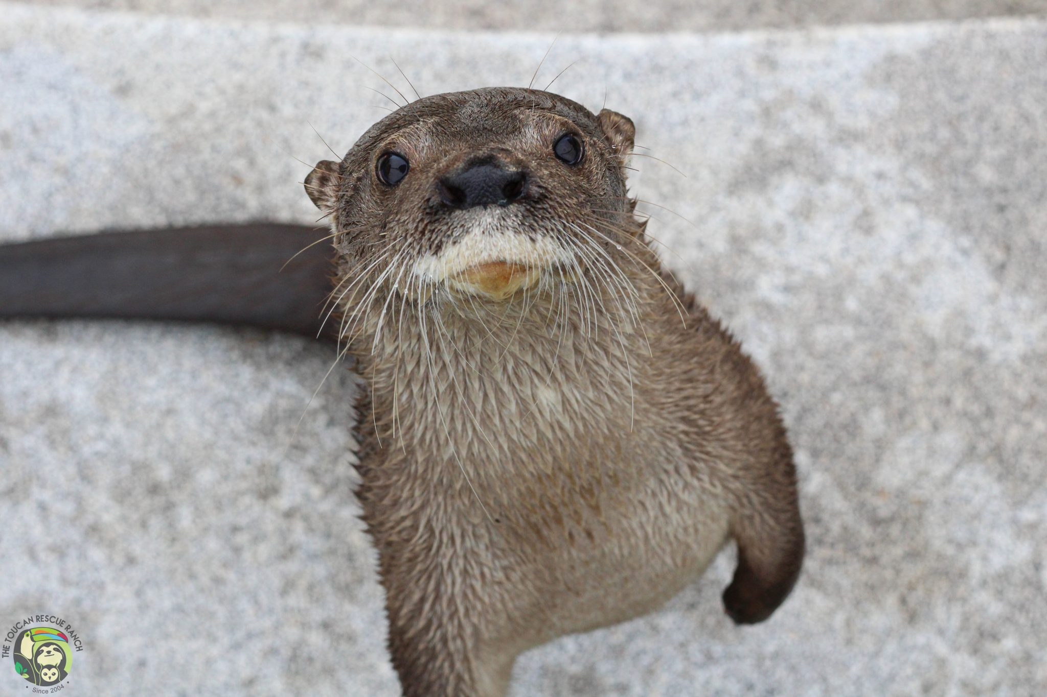 otterly-fantastic-otter-facts-for-world-otter-day-toucan-rescue-ranch