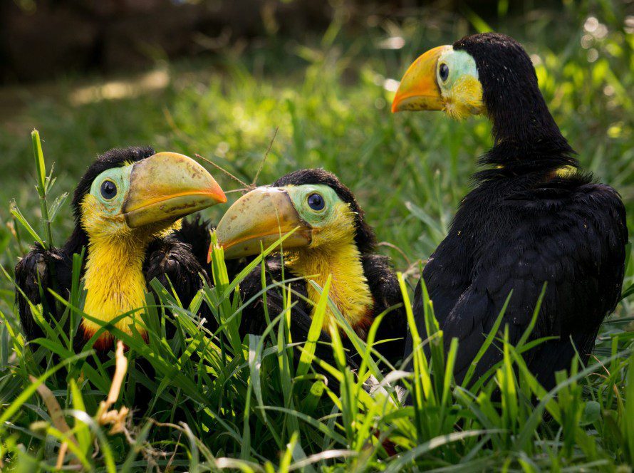 Baby Toucans