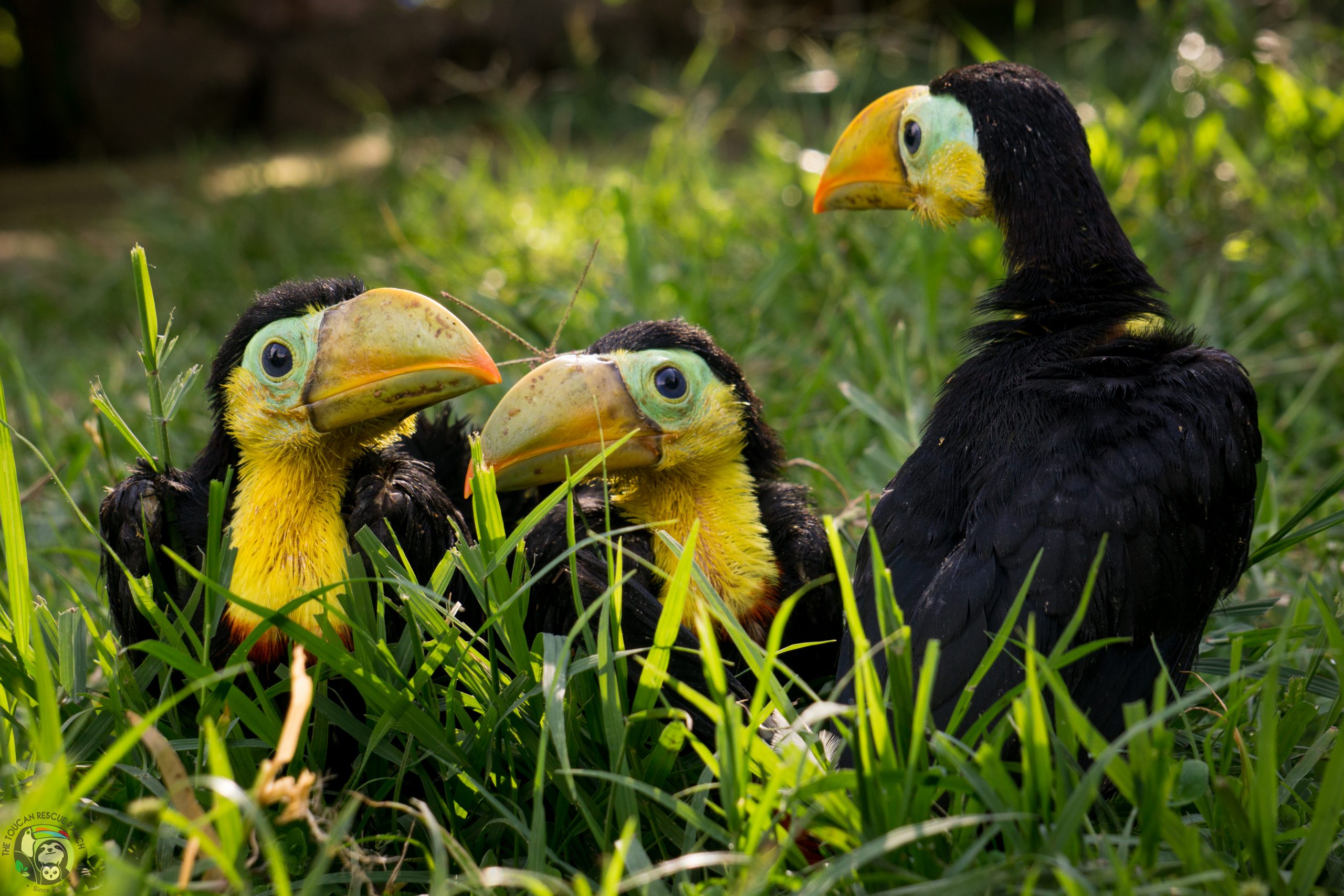 Baby Toucans