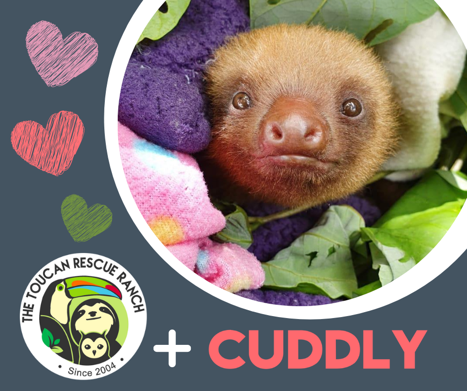Toucan Rescue Ranch teams up with CUDDLY – Toucan Rescue Ranch