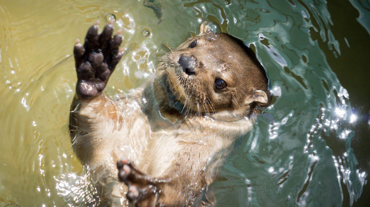 Emma the Otter