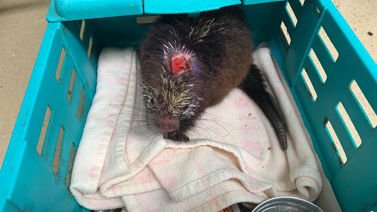 Chucky’s wound healing