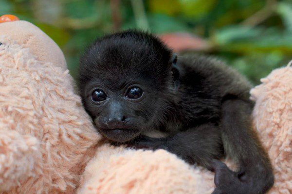 Symbolic Classic Adoption: Howler Monkey