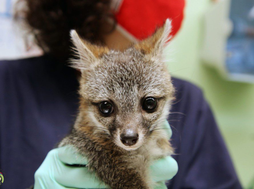 Grey Fox Robin Hood