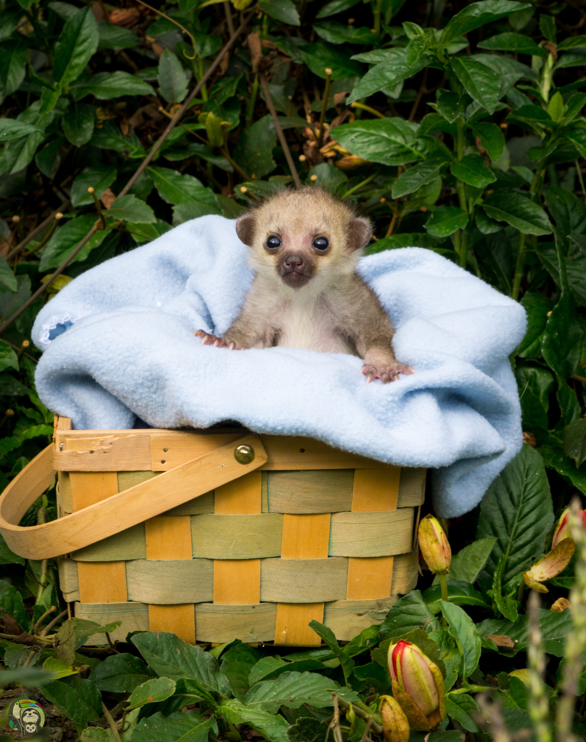 Orphaned Kinkajou Found Alone, Only A Few Days Old - Toucan Rescue Ranch