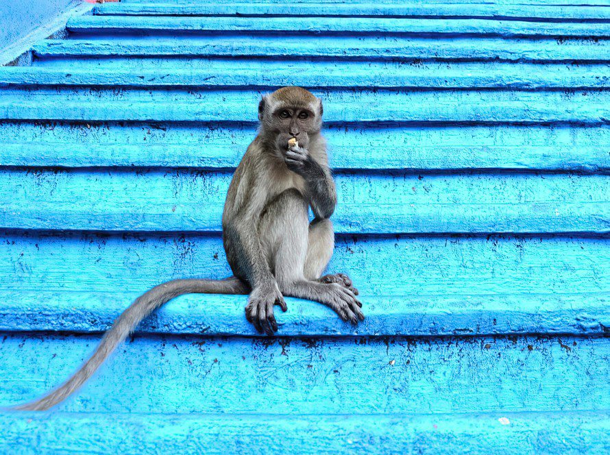Long-tailed Macaque - Lola Vierse