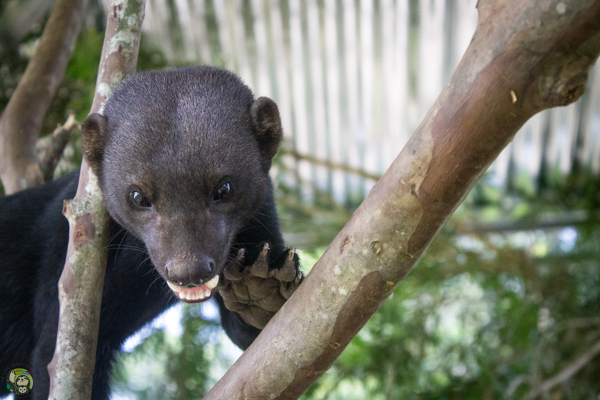 Tayra