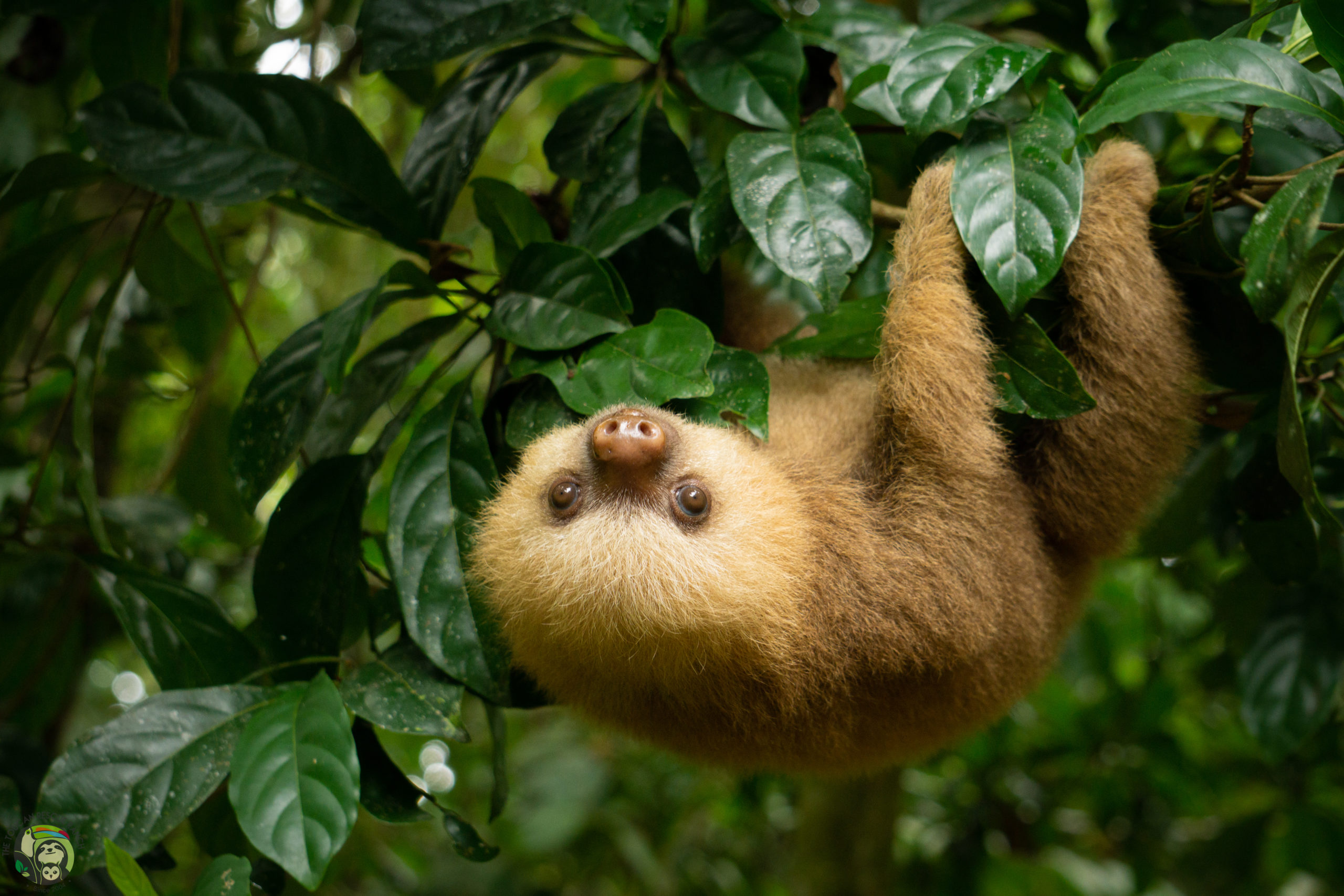 The Sloth becomes a National Symbol of Costa Rica – Toucan Rescue Ranch