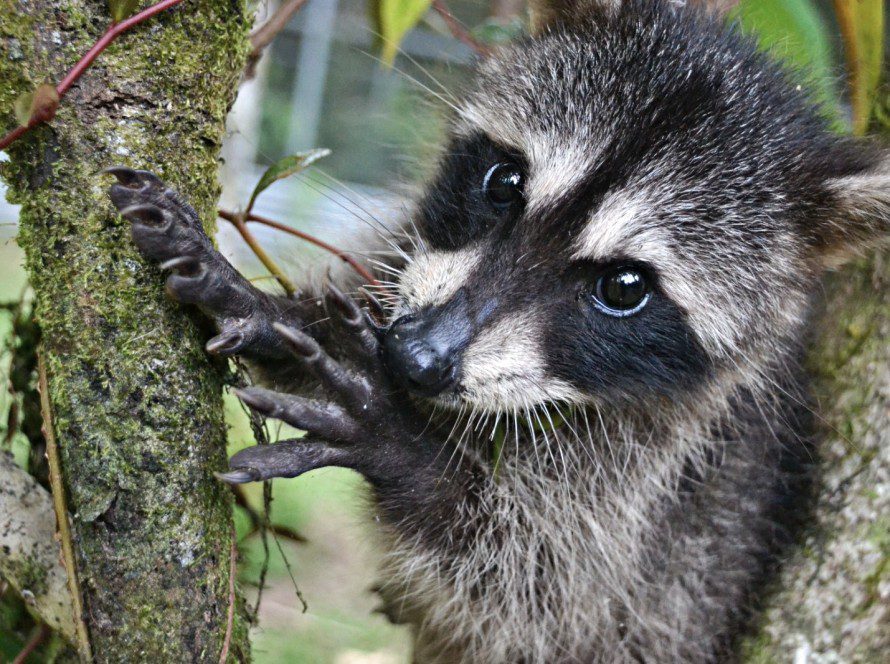 Rocket Raccoon