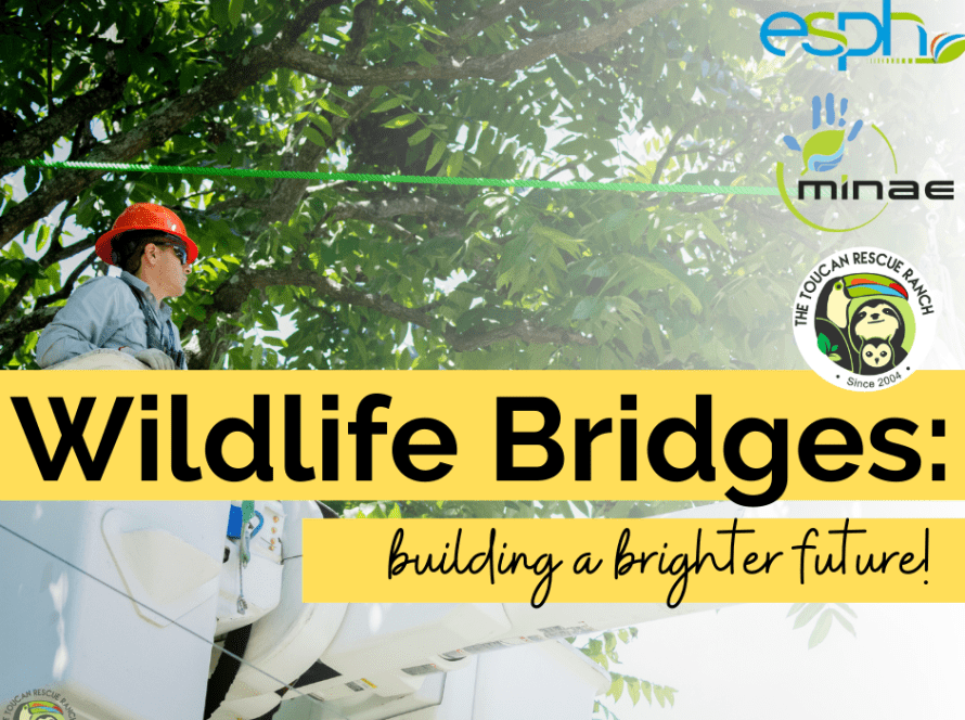 Wildlife Bridges