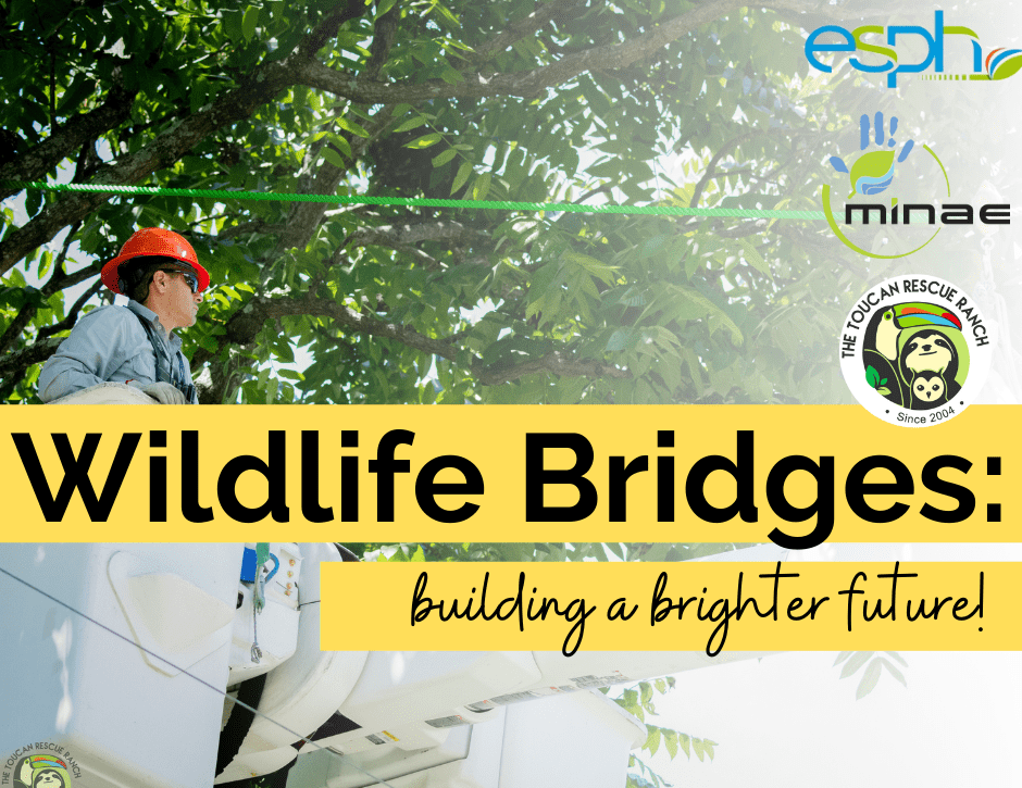 Wildlife Bridges