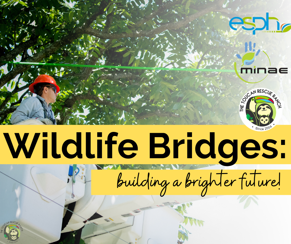 Wildlife Bridges