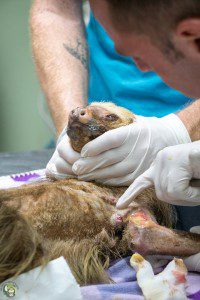 Hester Shaw Sloth