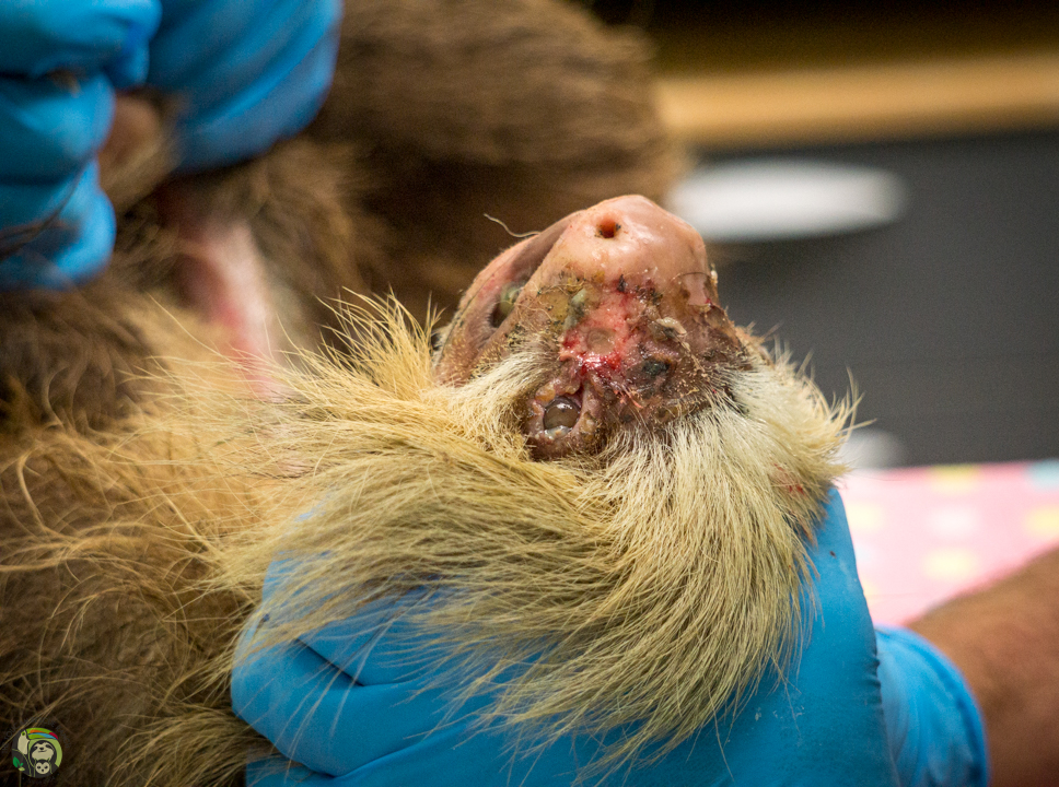 Hester Shaw Sloth