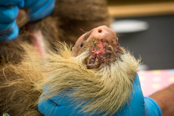 Pobre panda de basura bebé encontrado sin mamá a la vista - Toucan Rescue  Ranch