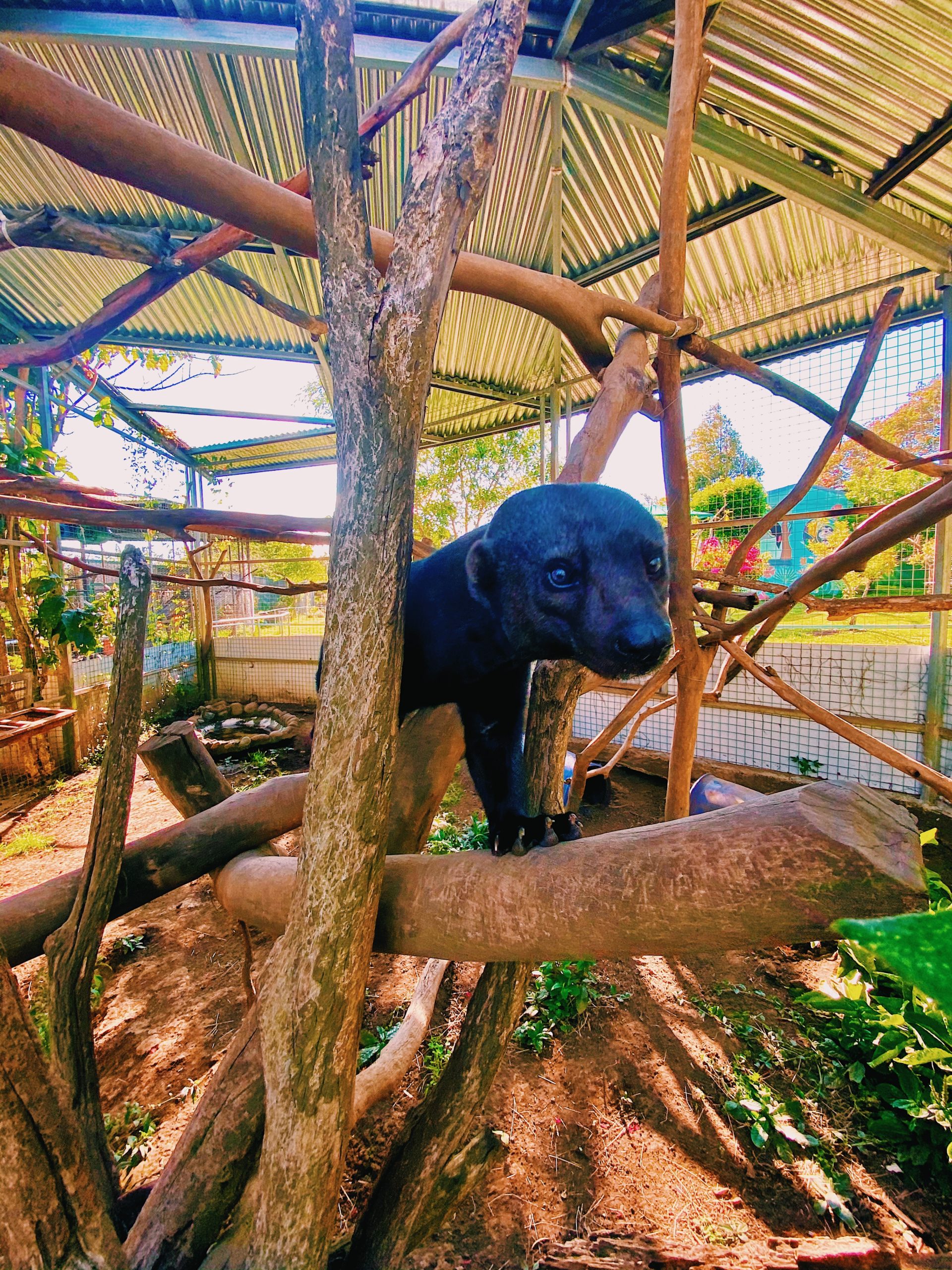 Are you ready for an exotic, educational excursion? - Toucan Rescue Ranch