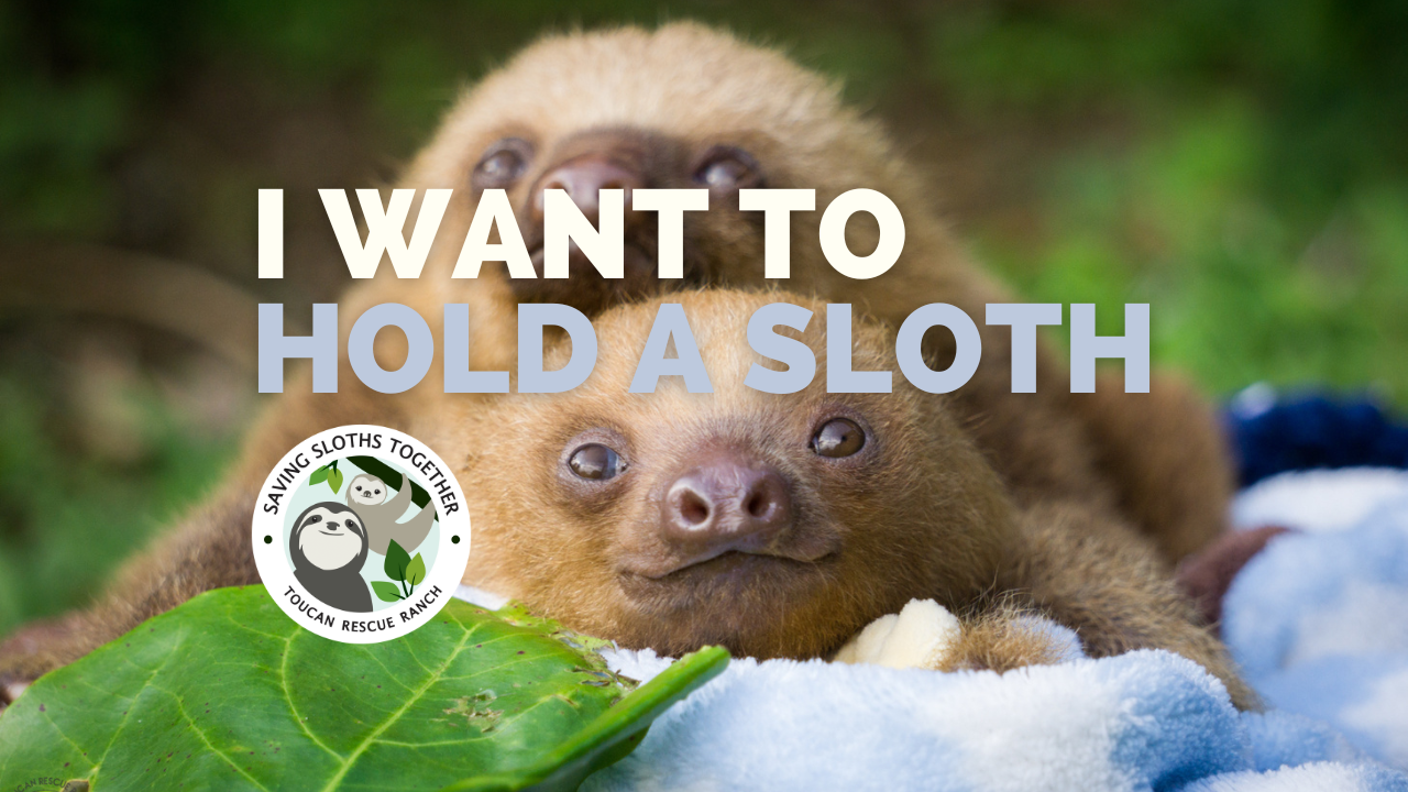 I Want To Hold A Sloth”: Why You Should Never, Ever, Touch Sloths! – Toucan  Rescue Ranch