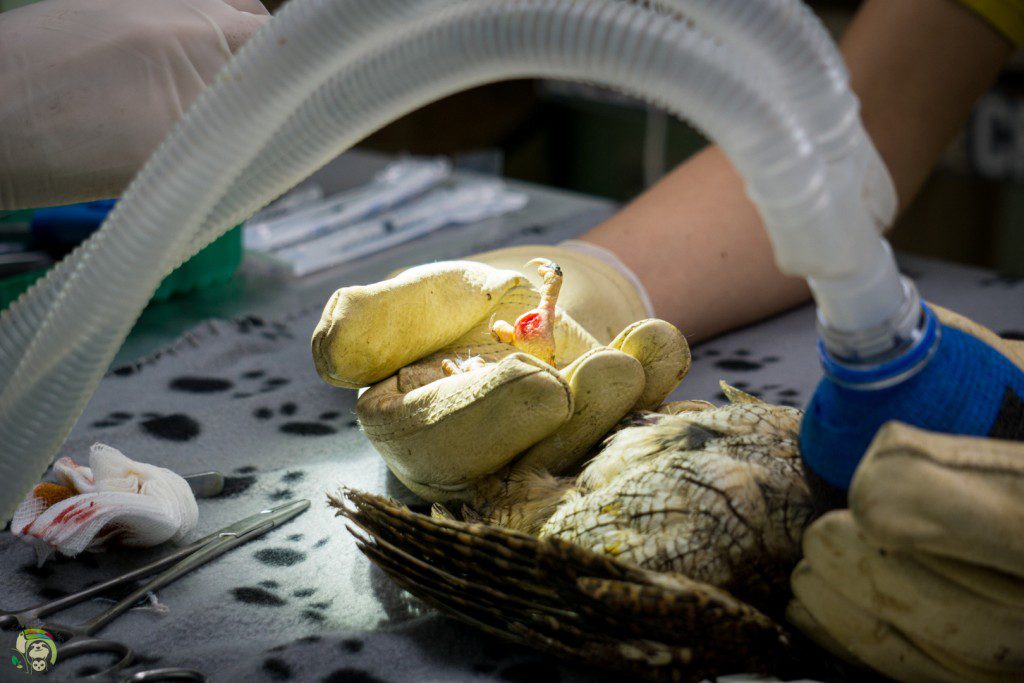 A Tropical Screech Owl receives a toe amputation due to a severe injury at Toucan Rescue Ranch