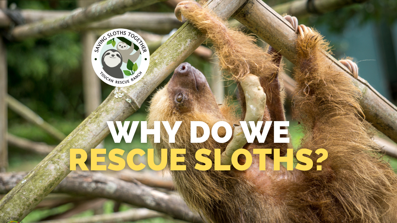 Why does Toucan Rescue Ranch Rescue Sloths? – Toucan Rescue Ranch