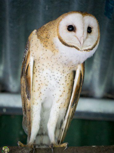 Barn Owl