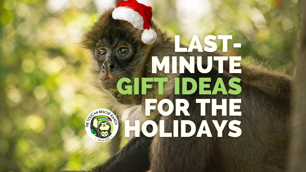 Last-minute Ideas for the Holidays: Save Animals With Your Gift! – Toucan  Rescue Ranch