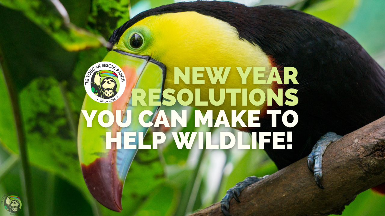 New Year Resolutions you can make to help Wildlife! – Toucan Rescue Ranch