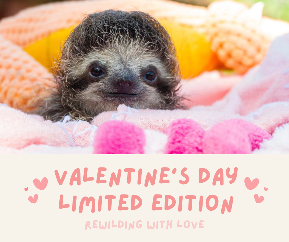 Rewilding with Love Valentine's Day Adoption Packages! – Toucan Rescue Ranch