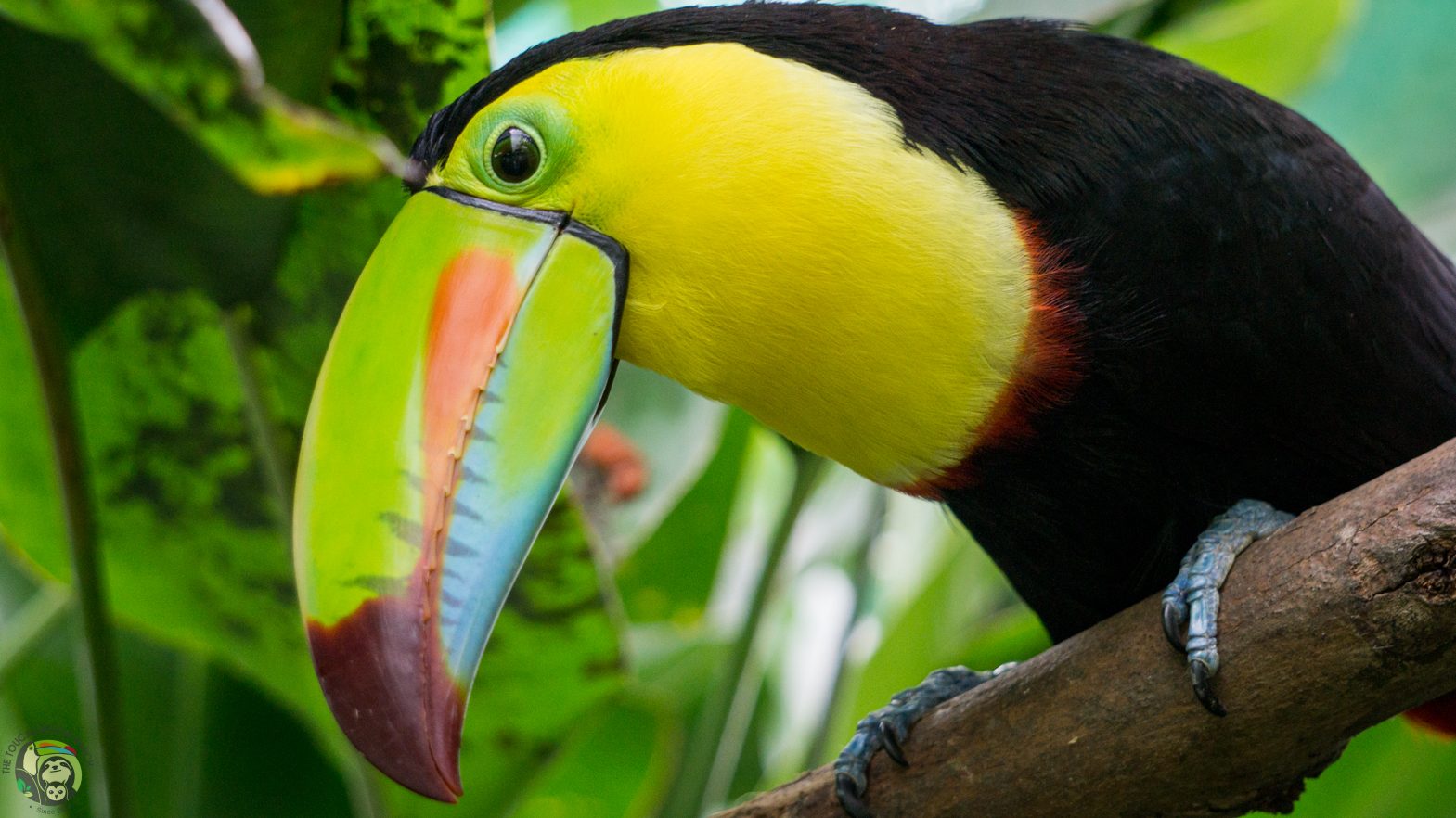 A Taste of Costa Rica Day Tour: Wildlife, Gastronomy and Chocolate