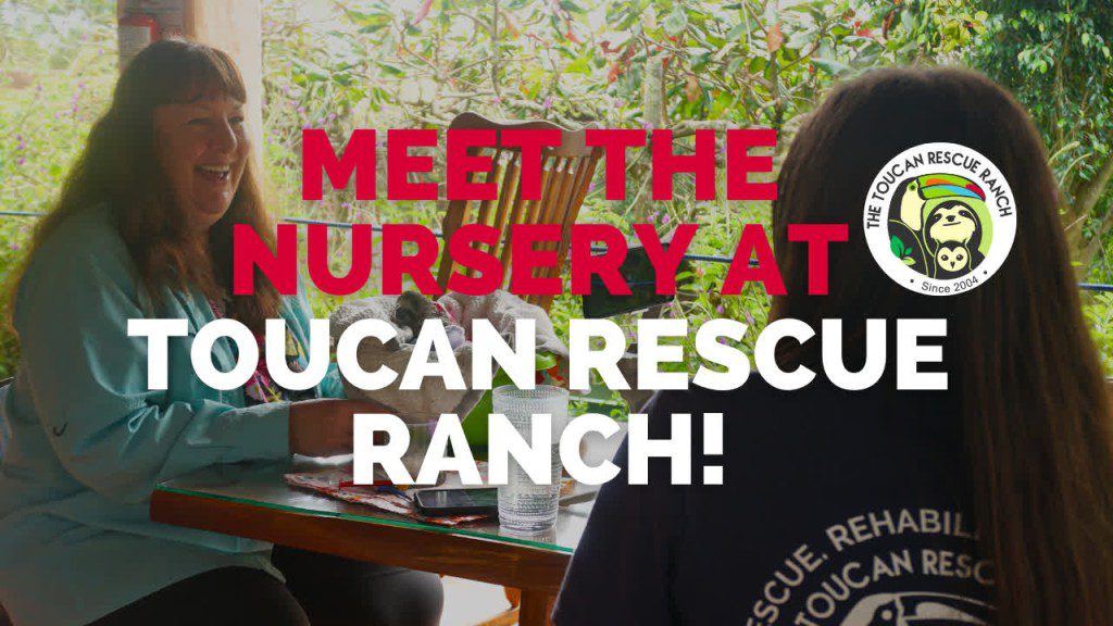 Meet the Nursery at Toucan Rescue Ranch! - Toucan Rescue Ranch