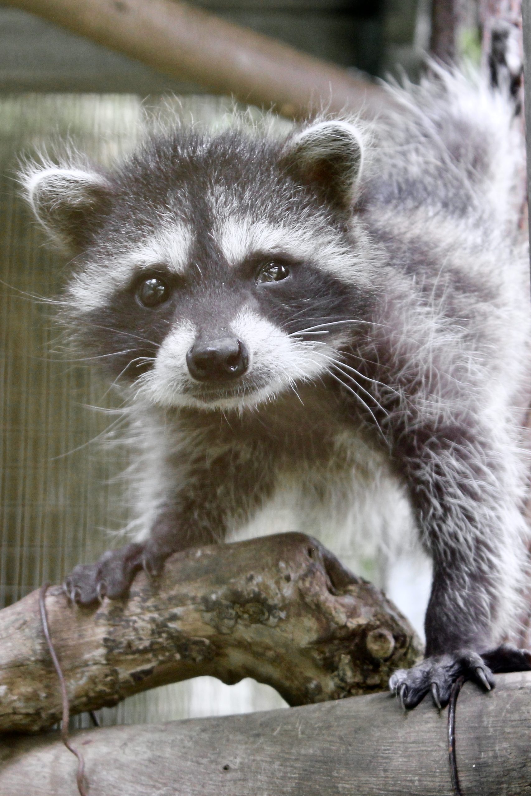 orphan-raccoon-recovers-from-traumatic-neck-injury-toucan-rescue-ranch