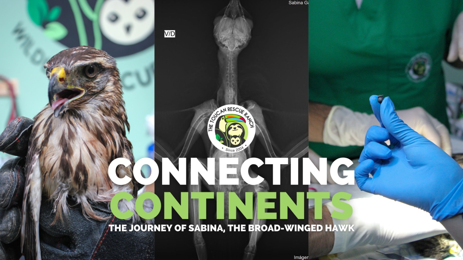 Connecting Continents The Journey of Sabina, the Broad-Winged Hawk